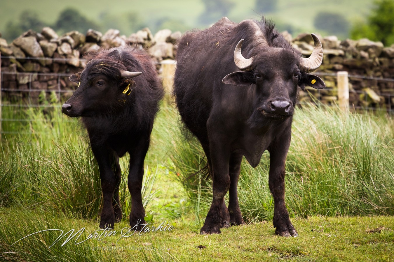 Martin Starkie Photography Water Buffalo