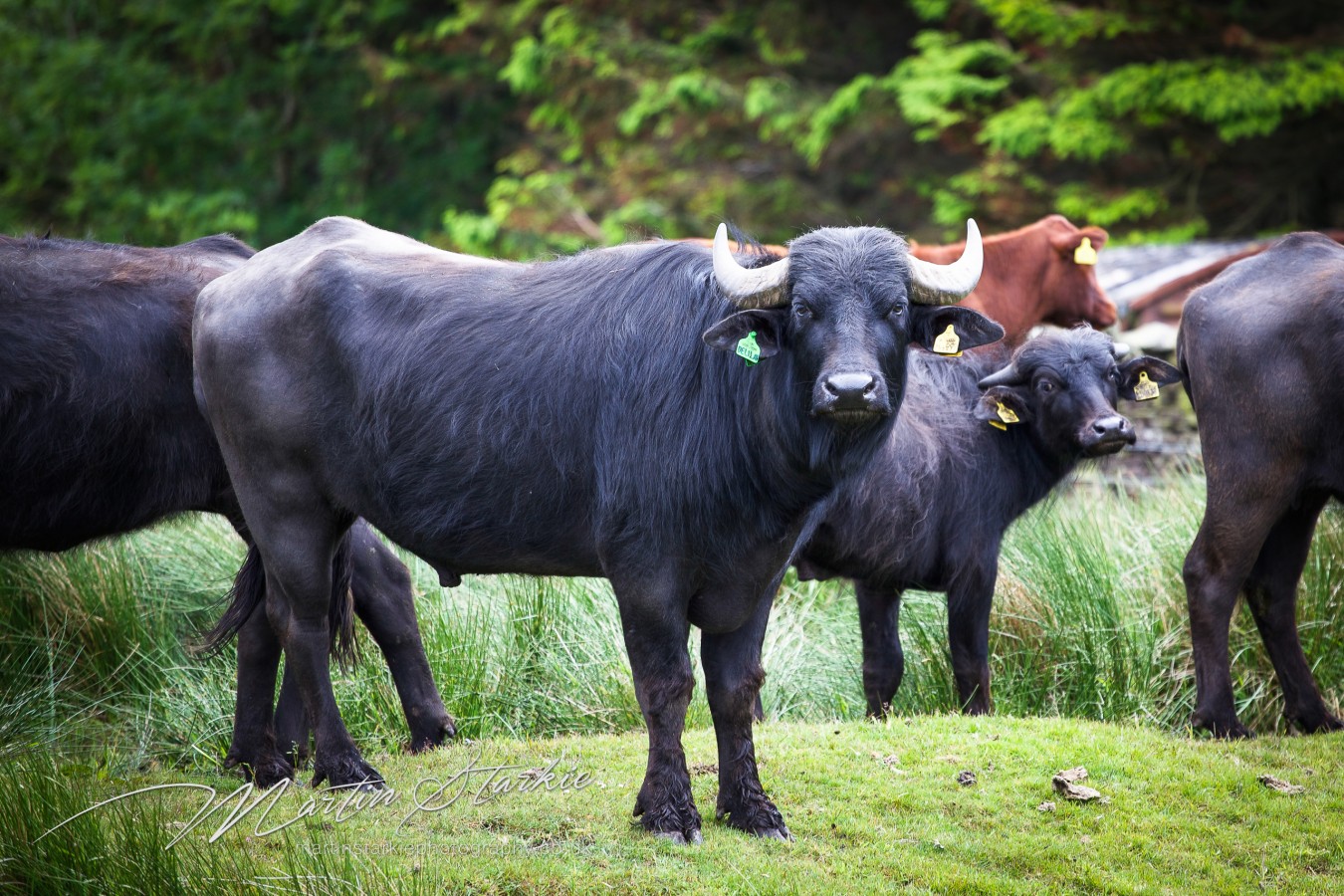 Martin Starkie Photography Water Buffalo