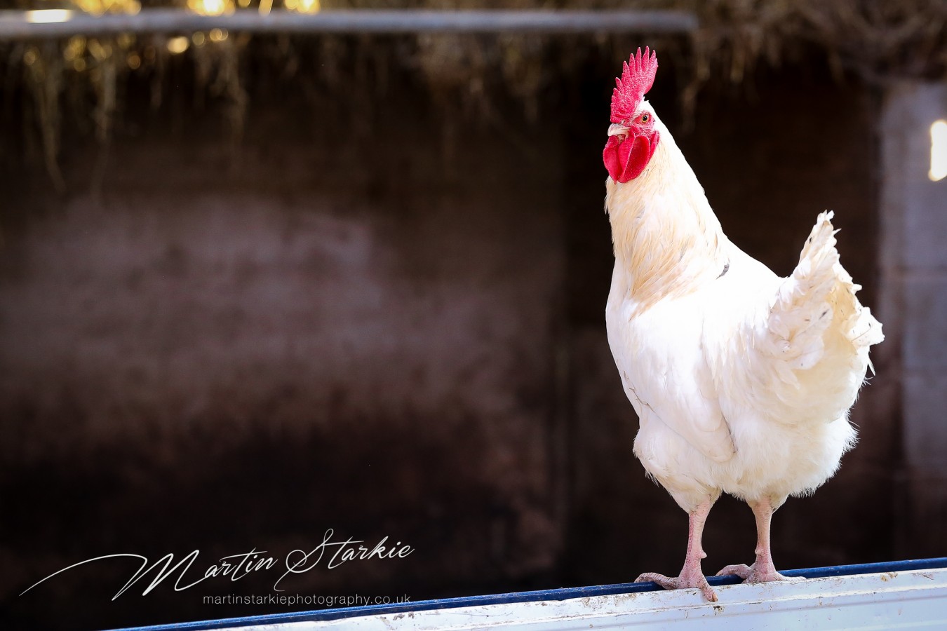 Roaming Roosters Cockerel