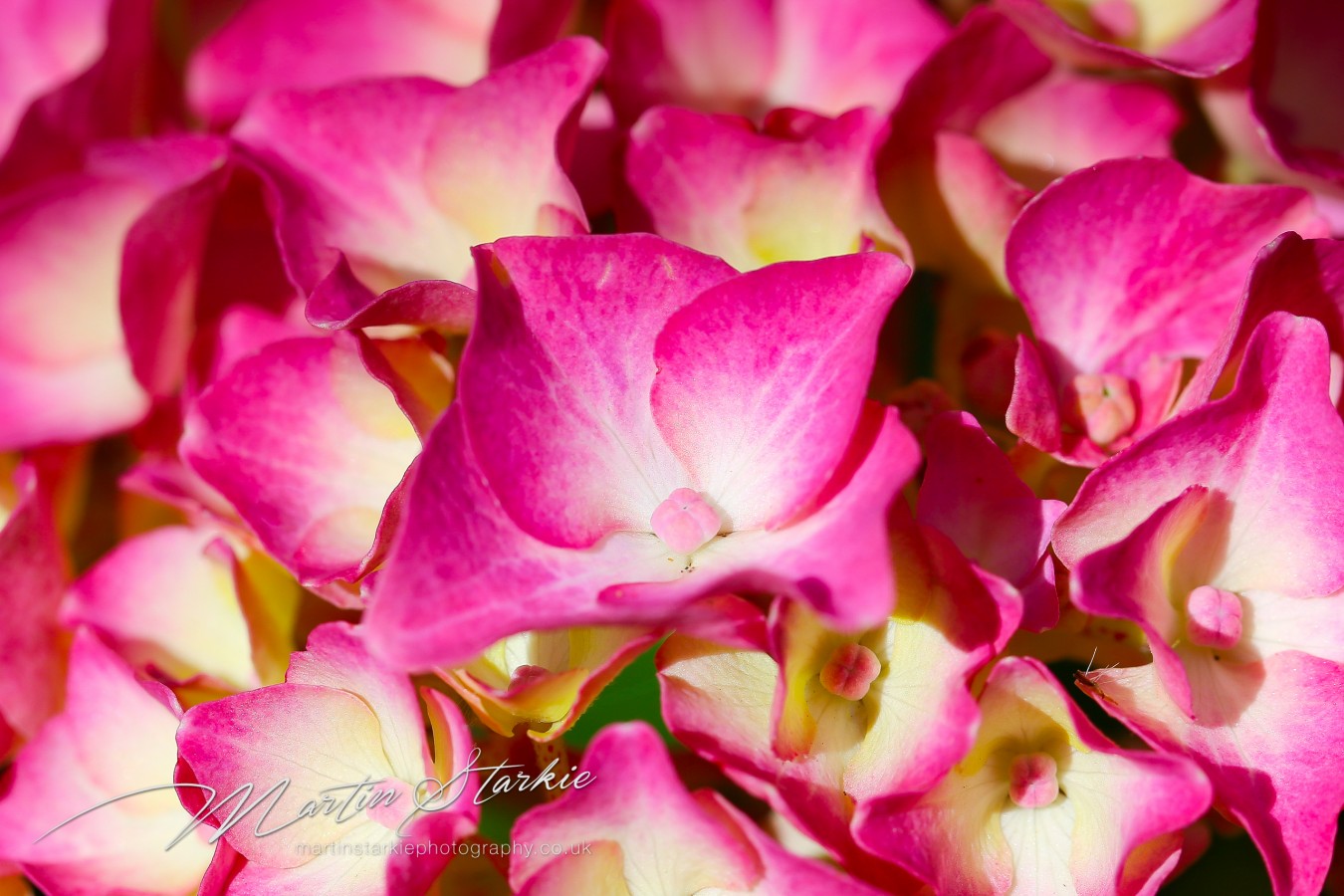 Martin Starkie Macro Photography