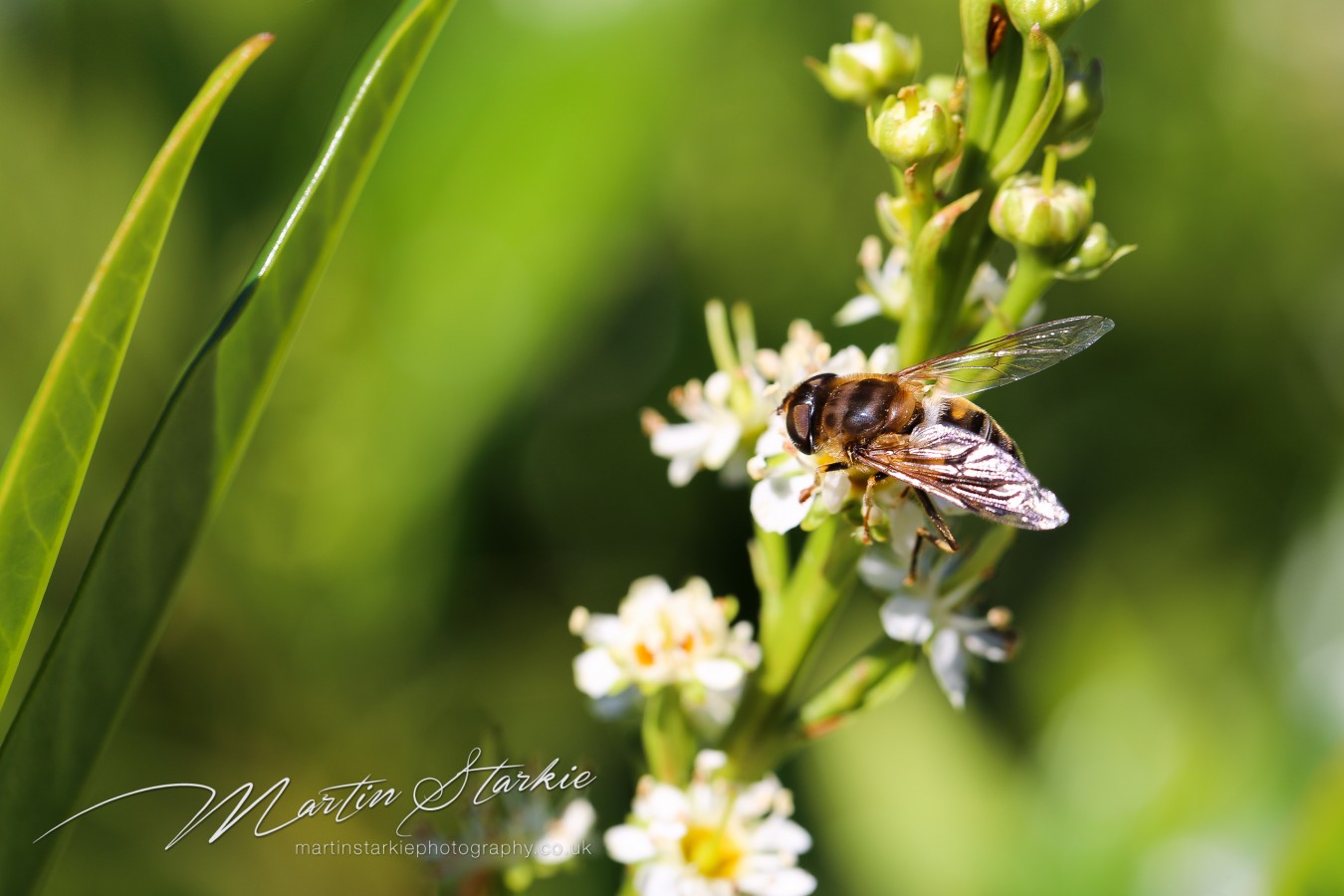 Martin Starkie Macro Photography