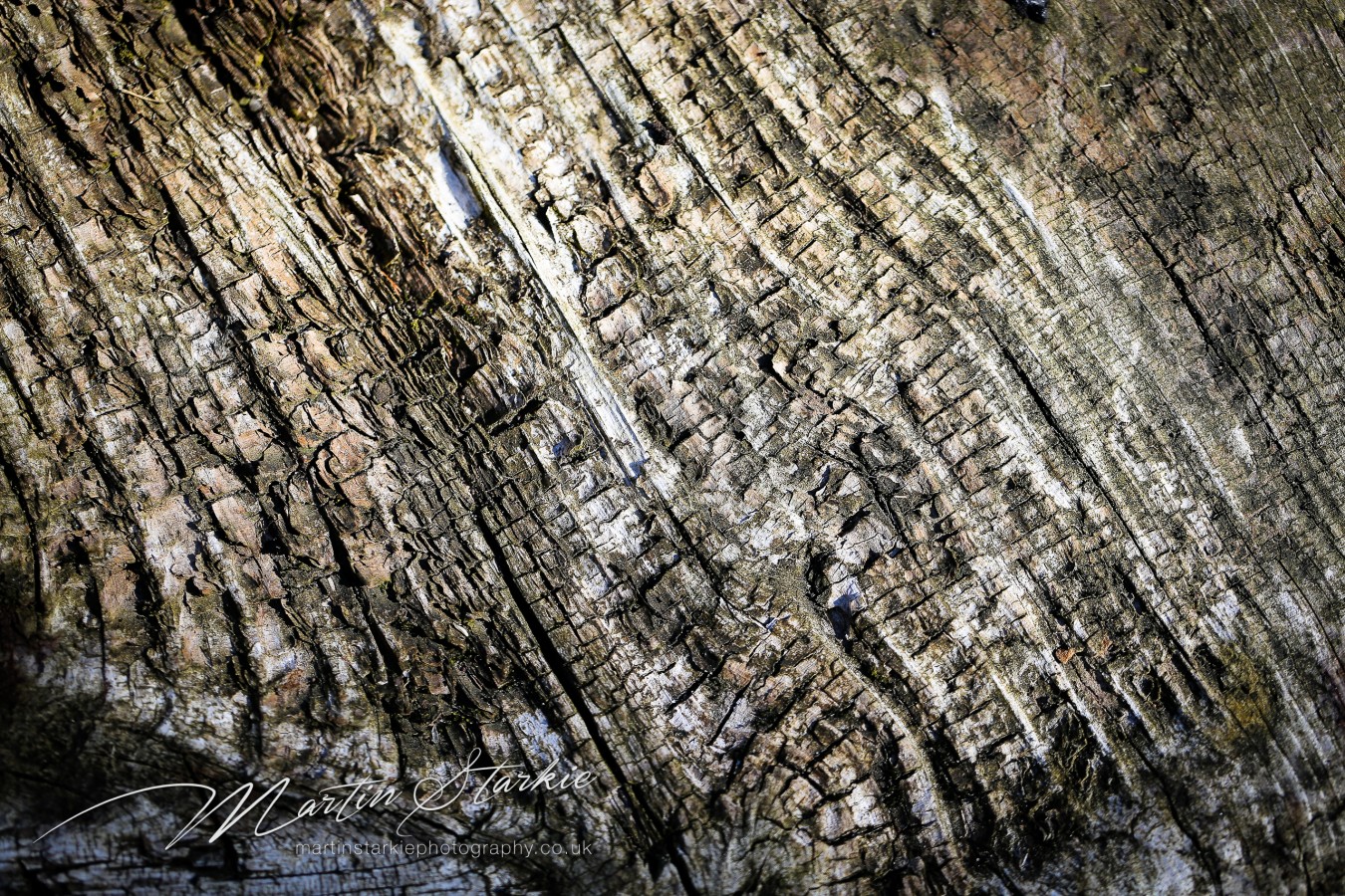 Martin Starkie Macro Photography