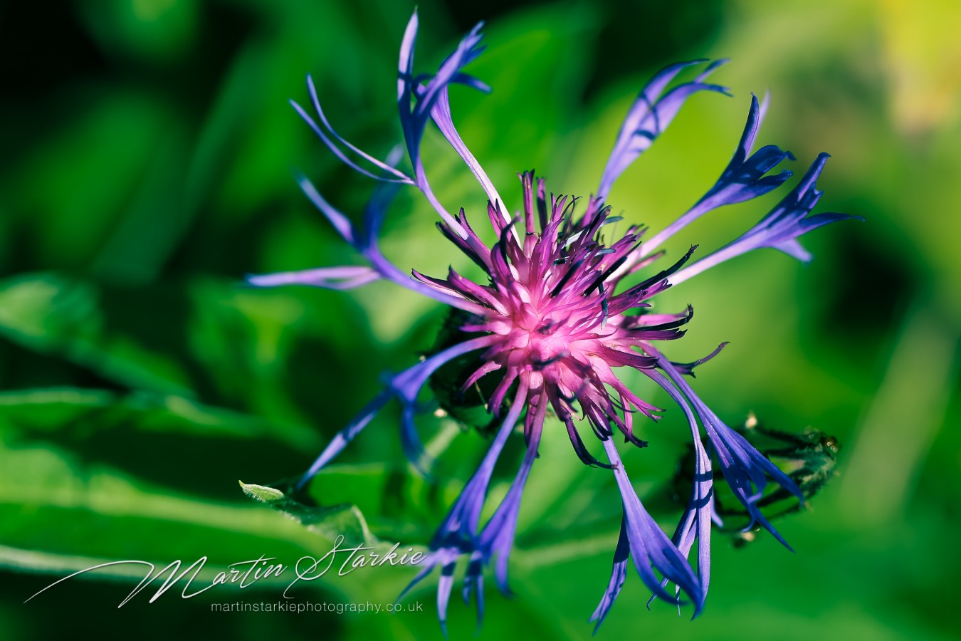 Martin Starkie Macro Photography